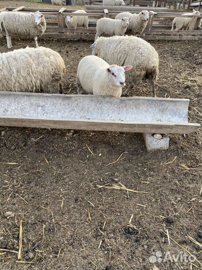 Баранчики на племя