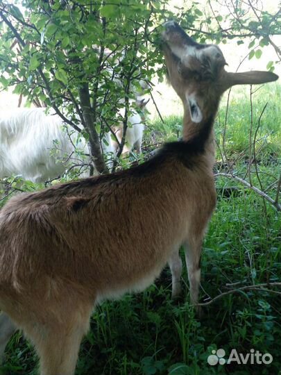 Коза дойная