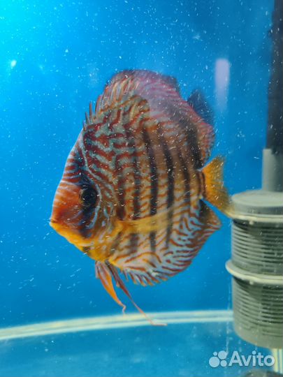 Рыбки Дискусы