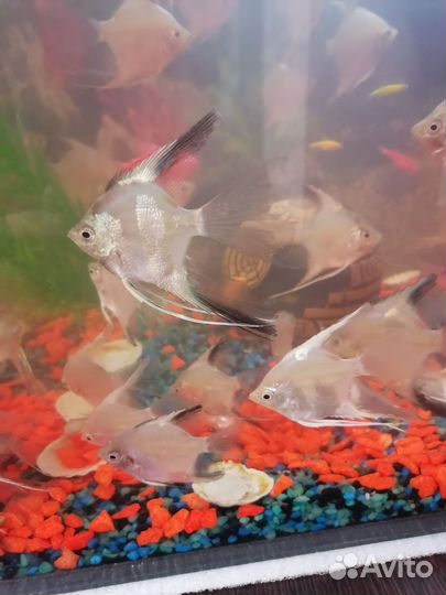 Рыба скалярия