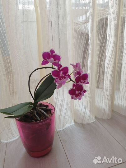 Орхидея Phalaenopsis Younghome '5152'