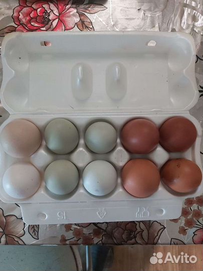 Яйца, На инкубацию