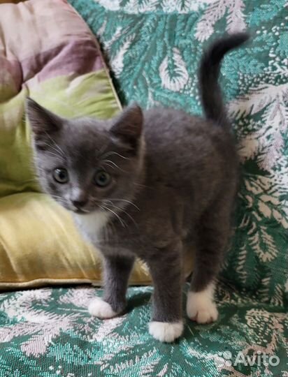 Отдам бесплатно котеночка, девочка. Очень умная