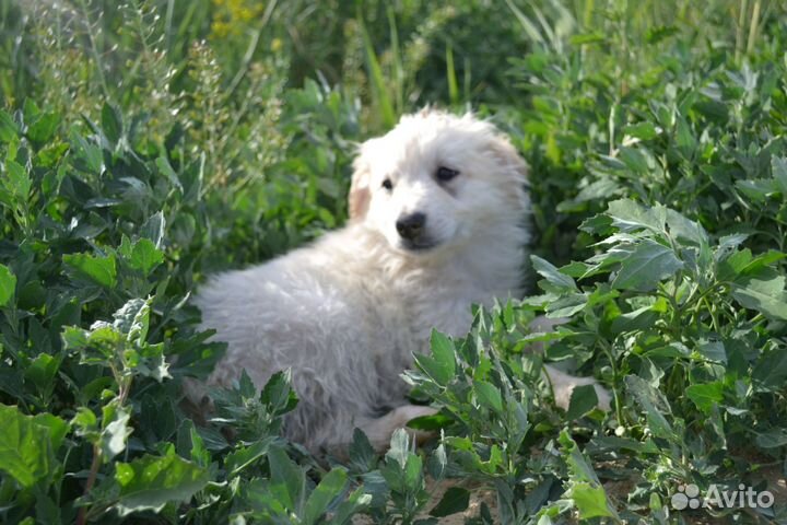 Очаровательный щенок