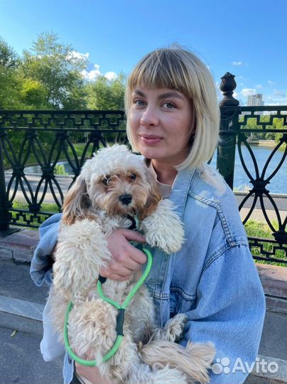 Выгул собак (пёсьин друг)