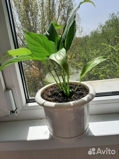 Спатифиллум