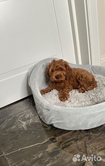 Собака кокапу