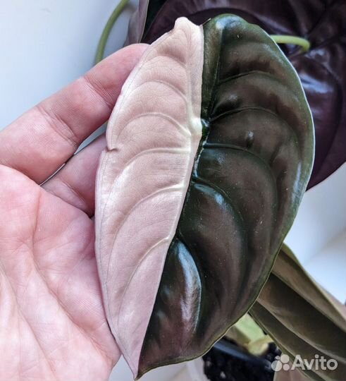 Алоказия медная вариегатная