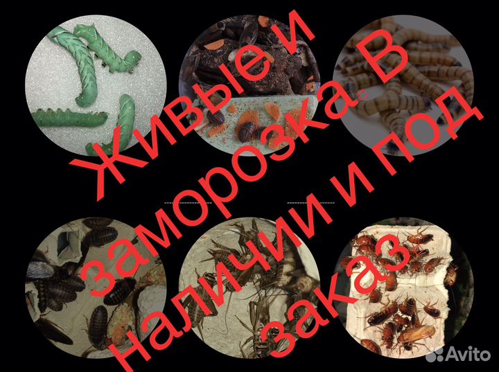 Сверчки, бражник, тараканы