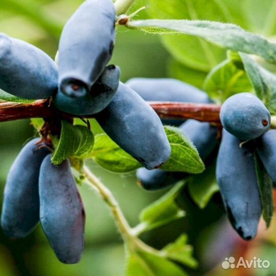 Саженцы жимолости Зимородок