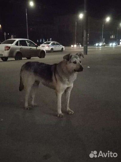Собачка ищет дом