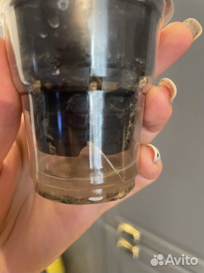 Алоказия блек вельвет пинк дракон