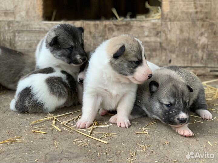 Щенки западно-сибирской лайки