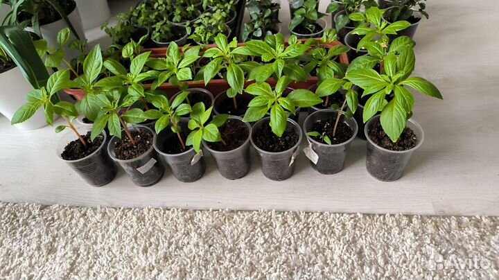 Рассада цветов