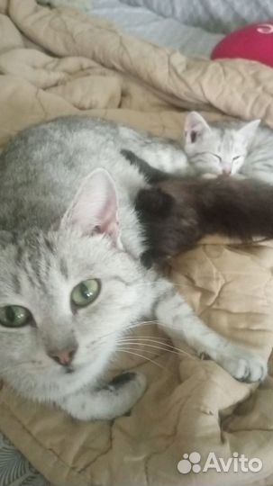 Отдам котят в добрые руки