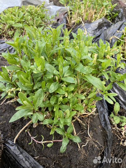 Флоксы многолетние розовые