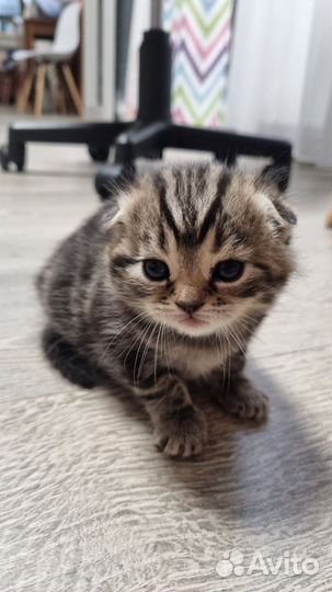 Британские котята