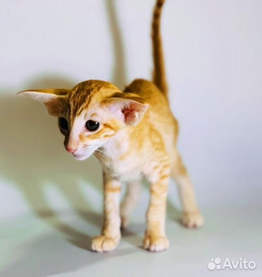 Ориентальные котята экстрим
