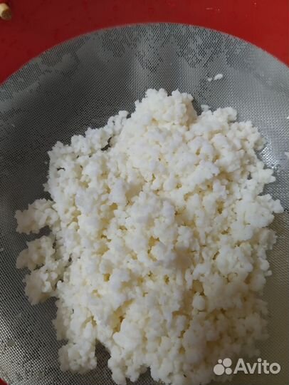 Молочный гриб