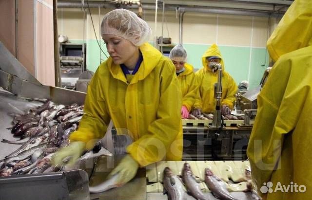 Разнорабочий на рыбное производство