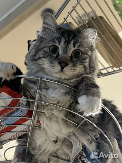 Кот в добрые руки