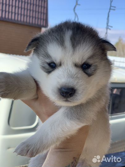 Щенки хаски