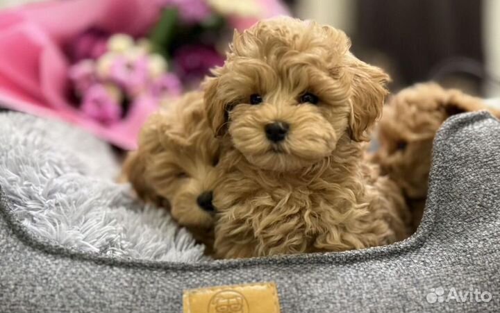 Мальтипу f1 mini