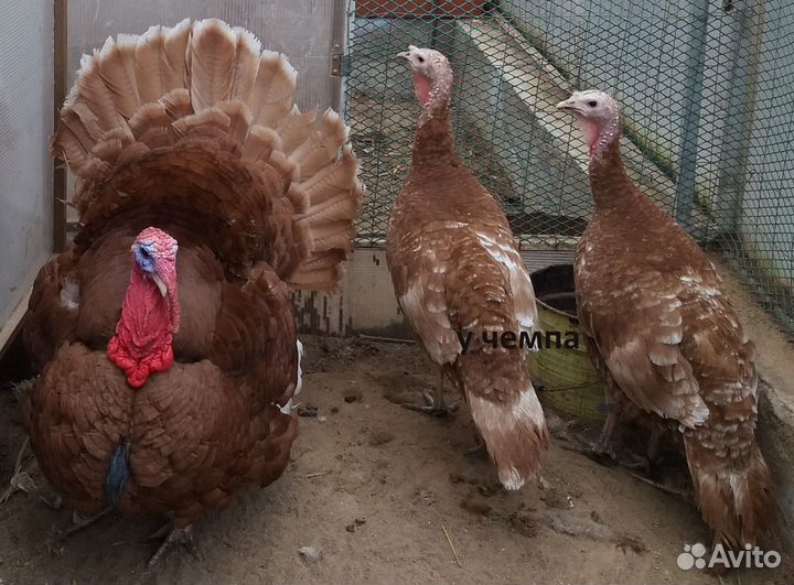 Арденская красная индейка инкубационное яйцо