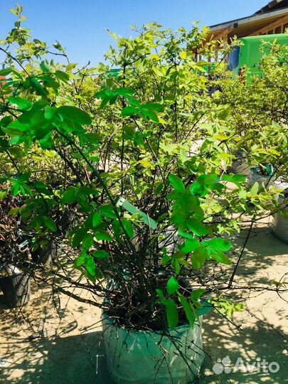 Саженцы плодовых И декоративных культур