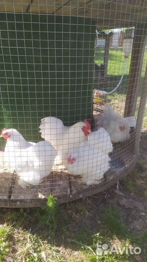 Куры карликовый кохинхин