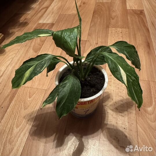 Спатифиллум Домино