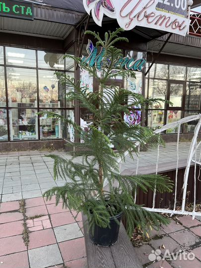 Араукария - домашняя елочка