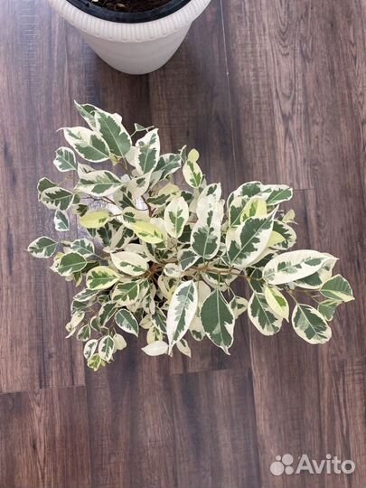 Фикус бенджамина белый