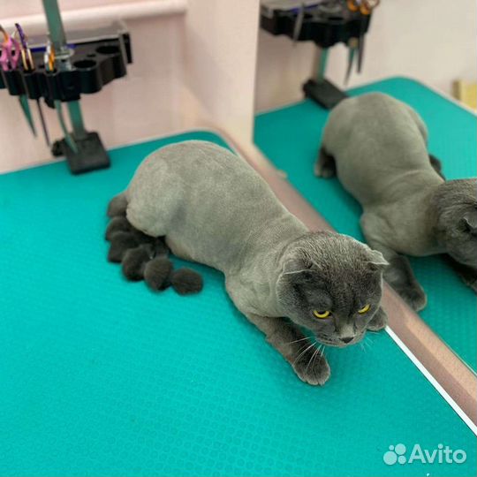 Стрижка кошек и собак