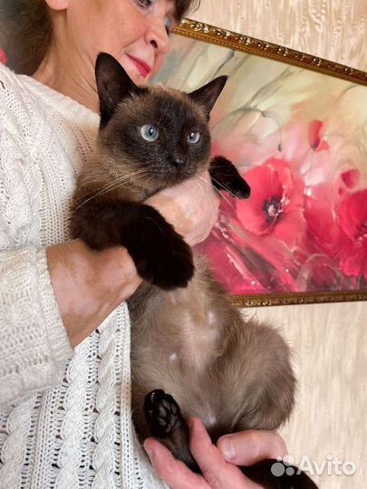 Кошка в дар