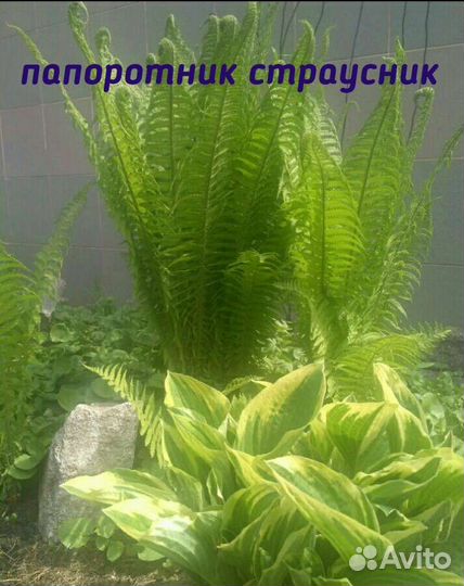 Многолетники