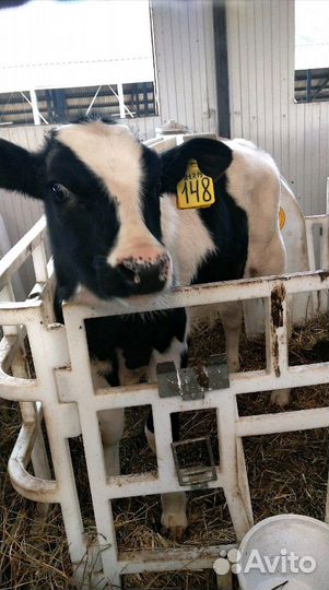 Холмогоры Голштины Бычок Теленок Телки
