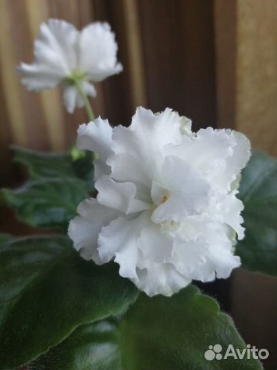 Фиалочки - это улыбки лета