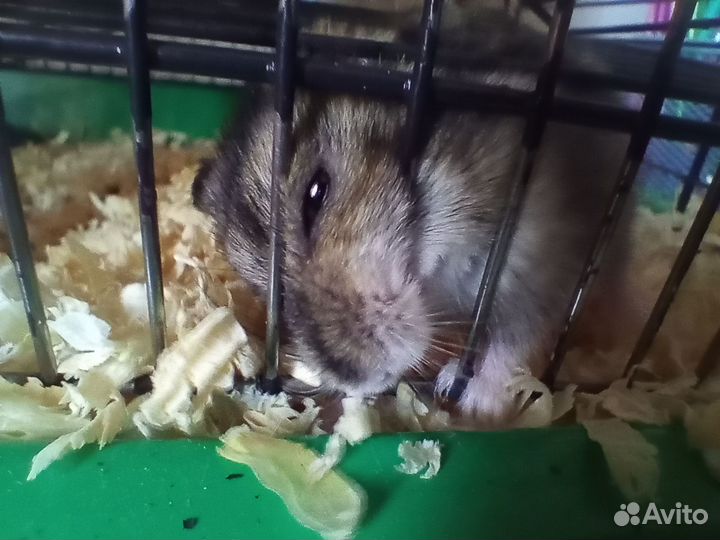 Джунгарский хомяк