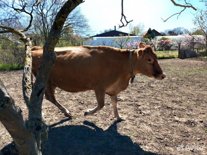Корова и телочка Джерси-Айширская