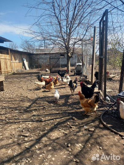 Инкубационное яйцо