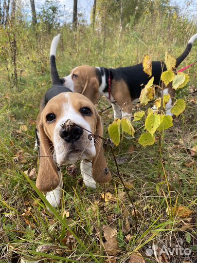 Щенки бигль