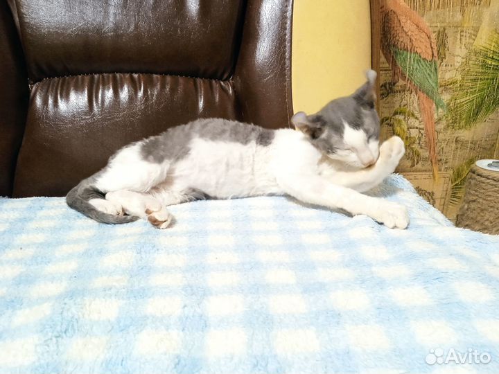 Бриллиантовый эльф