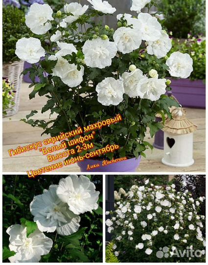 Гибискусы Сирийские махровые почта/сдек