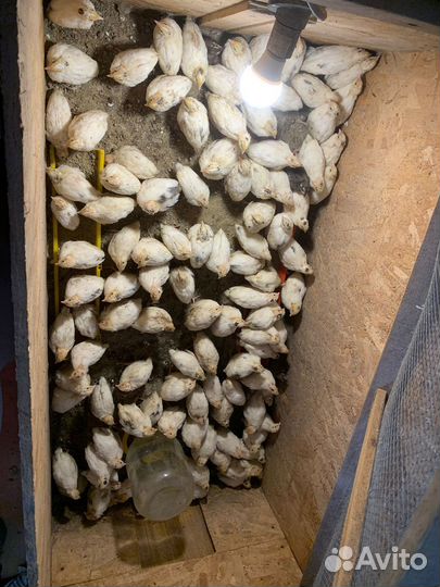 Перепела живыми и мясов разного возраста