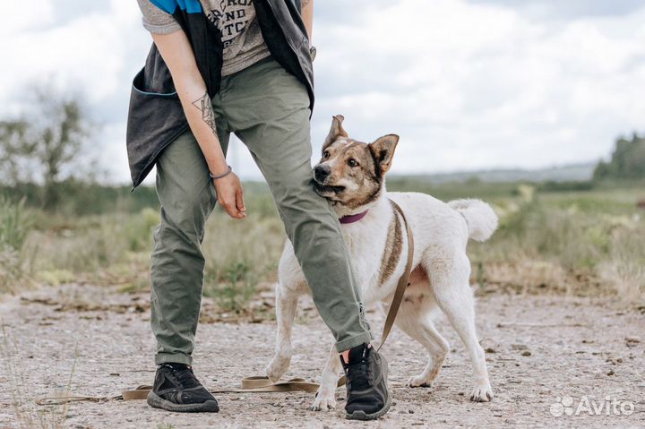 Великолепный пёсик Тоша