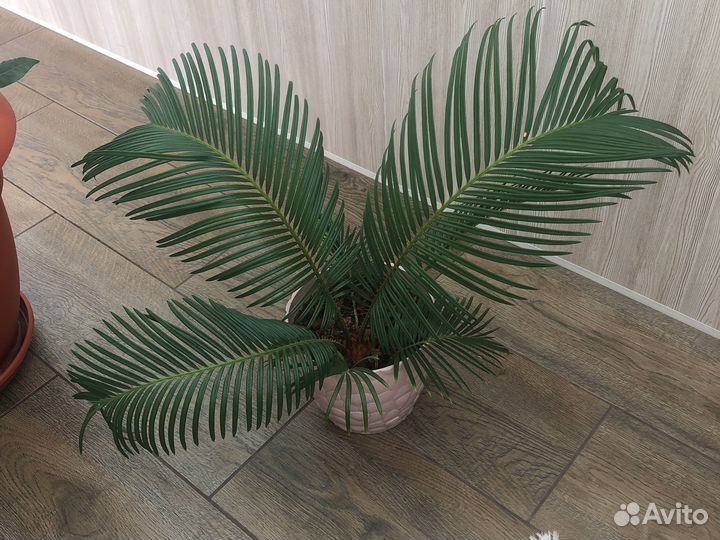 Цикас революта