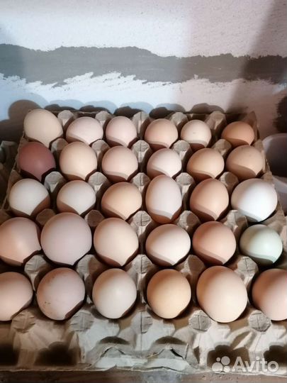 Домашние куриные яйца