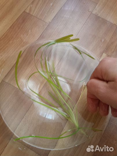Растения для аквариума