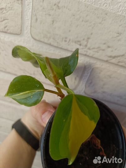 Филодендрон Бразилия